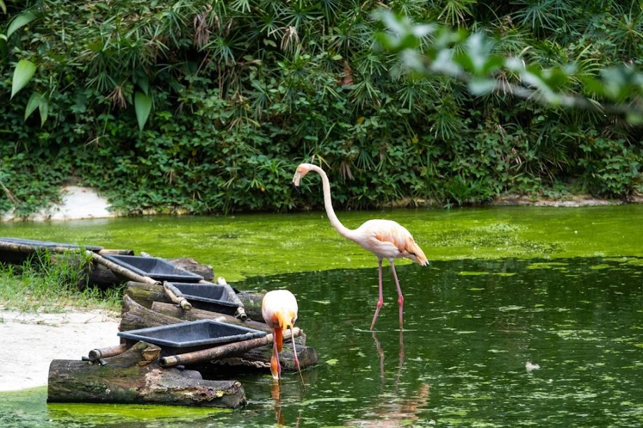 Bioparque Ukumarí - Foto 8