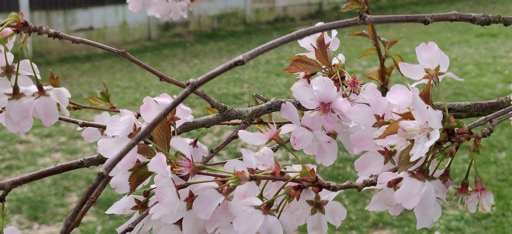 King George V Playing Field - Foto 1