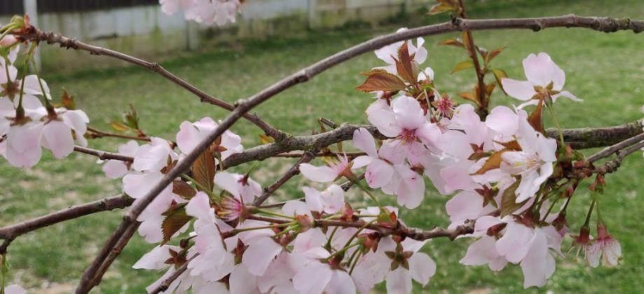 King George V Playing Field - Foto 3