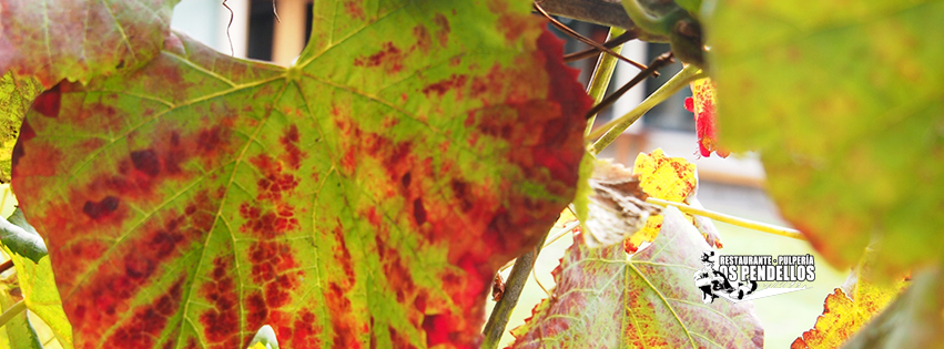 Os Pendellos - Foto 4