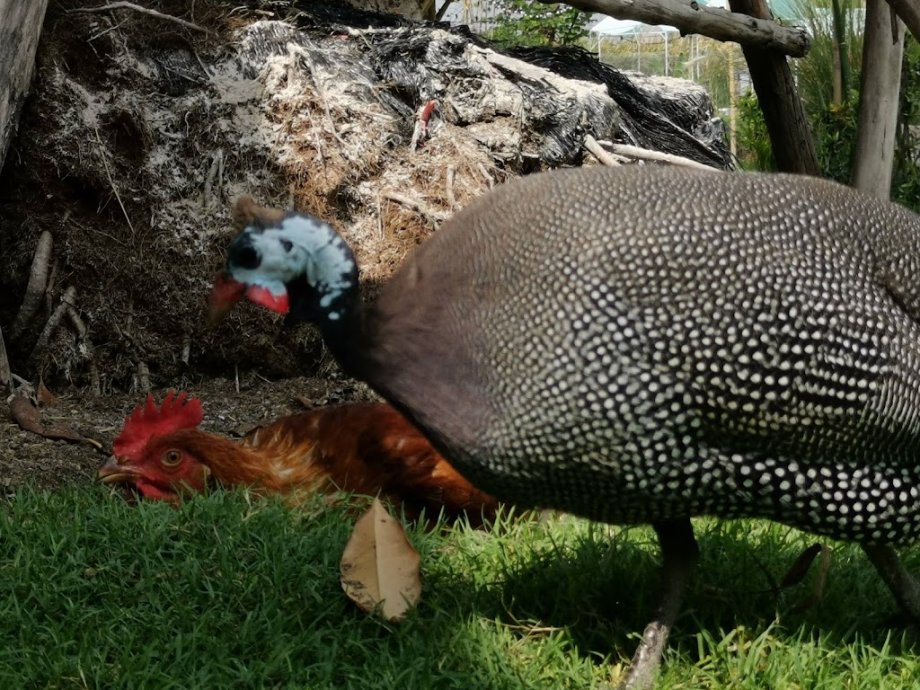 Fat Duck Restaurant & Cafe - Foto 7