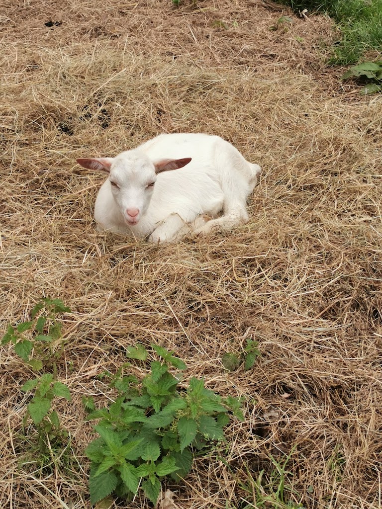 World Of Bounce And Mini Farm - Foto 1