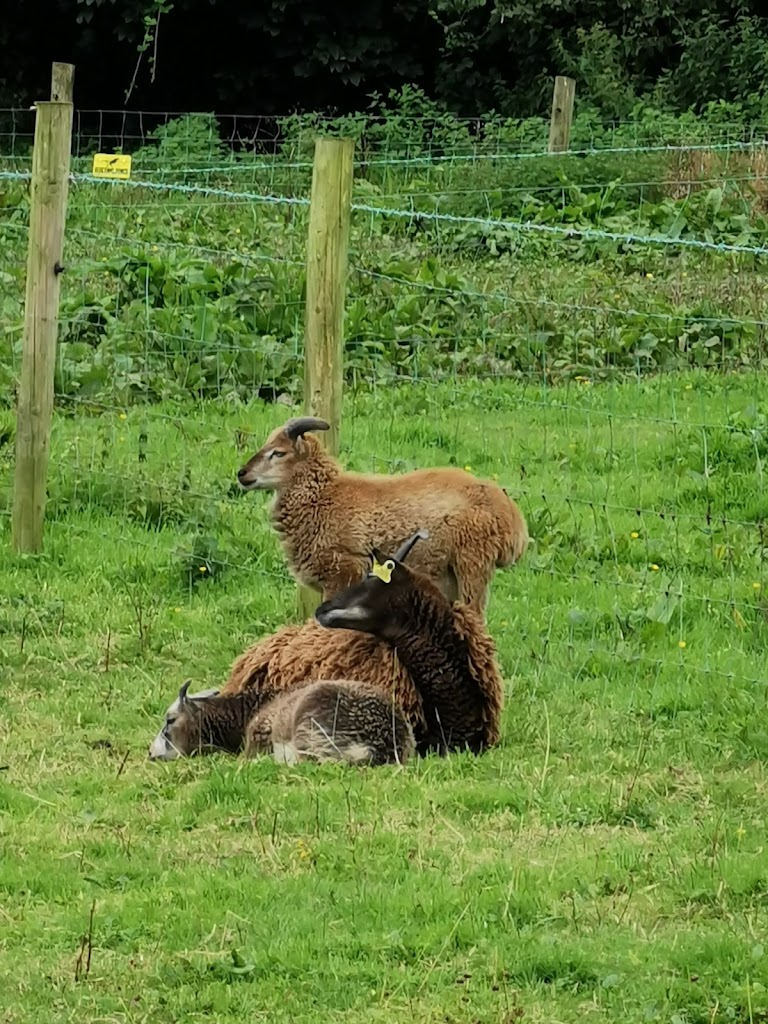 World Of Bounce And Mini Farm - Foto 5