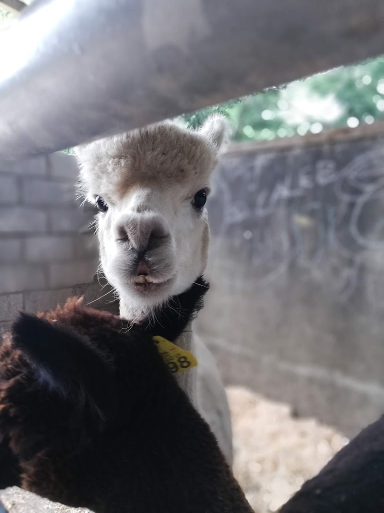 World Of Bounce And Mini Farm - Foto 7