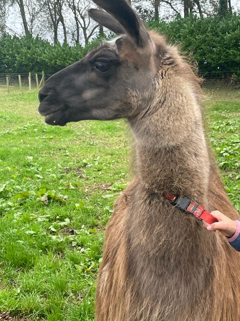 World Of Bounce And Mini Farm - Foto 1