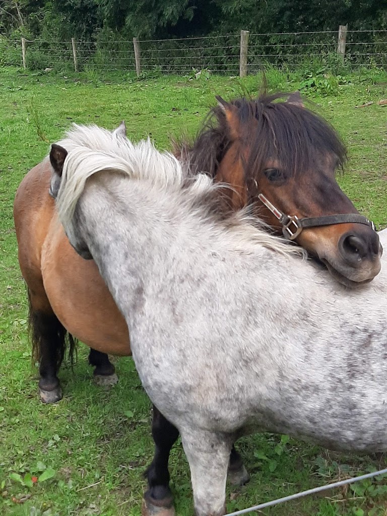 World Of Bounce And Mini Farm - Foto 1