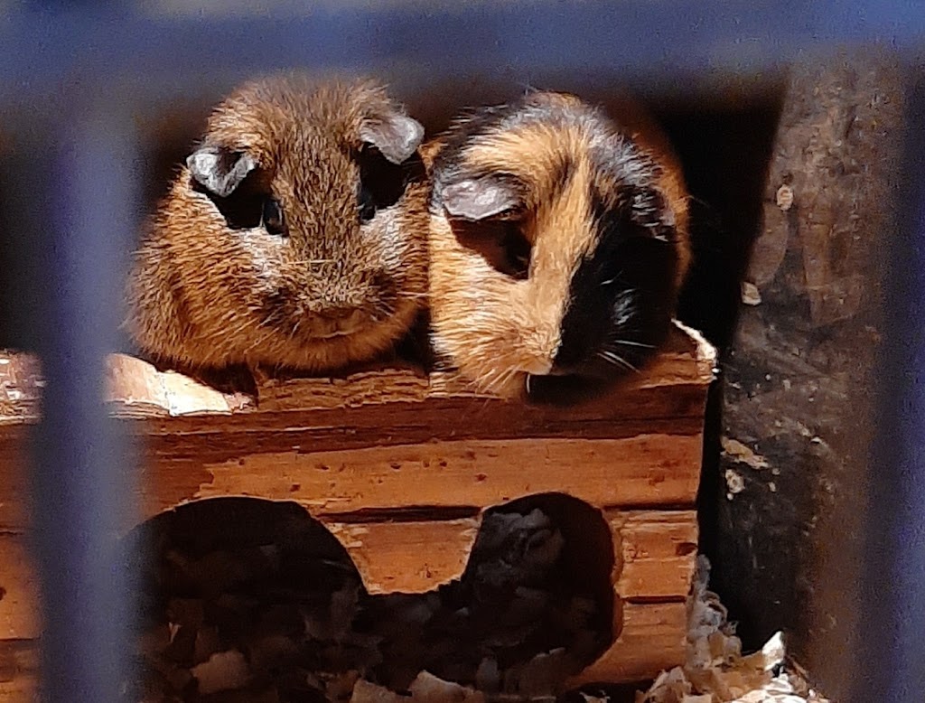 World Of Bounce And Mini Farm - Foto 1