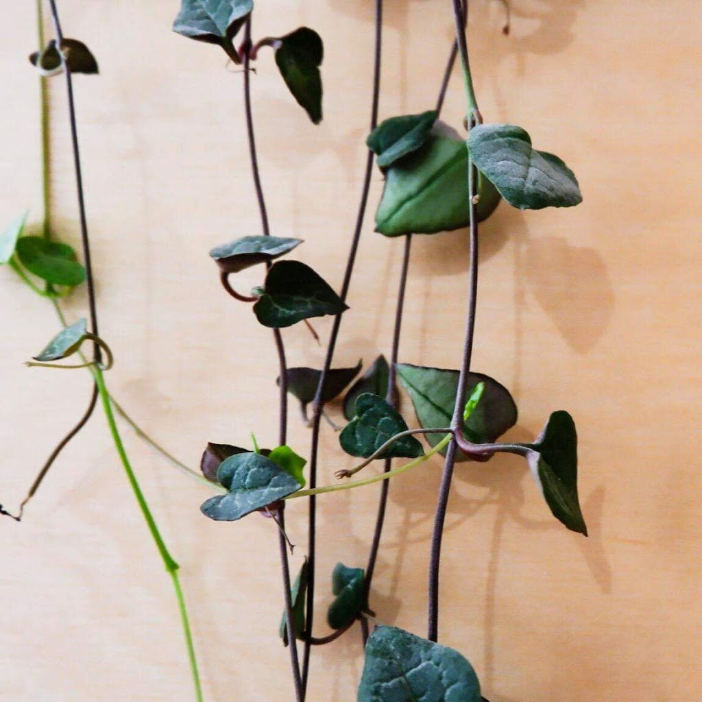 MILKI & MILLER - Foto 1