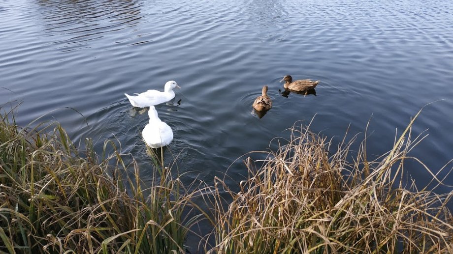 Parque del Falgar (Las Franquesas del Vallés) - Foto 8