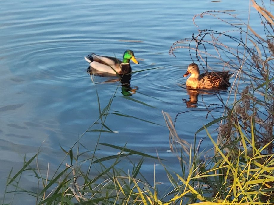 Parque del Falgar (Las Franquesas del Vallés) - Foto 10