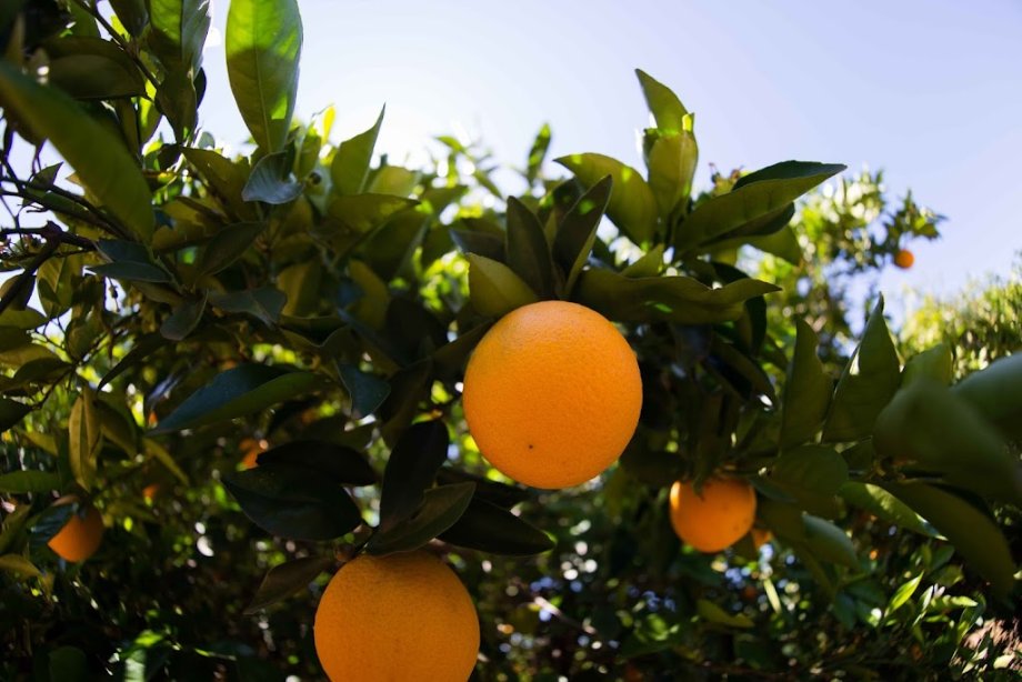 Orange World - Foto 2