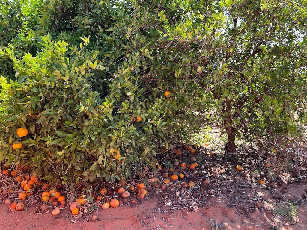 Orange World - Foto 1