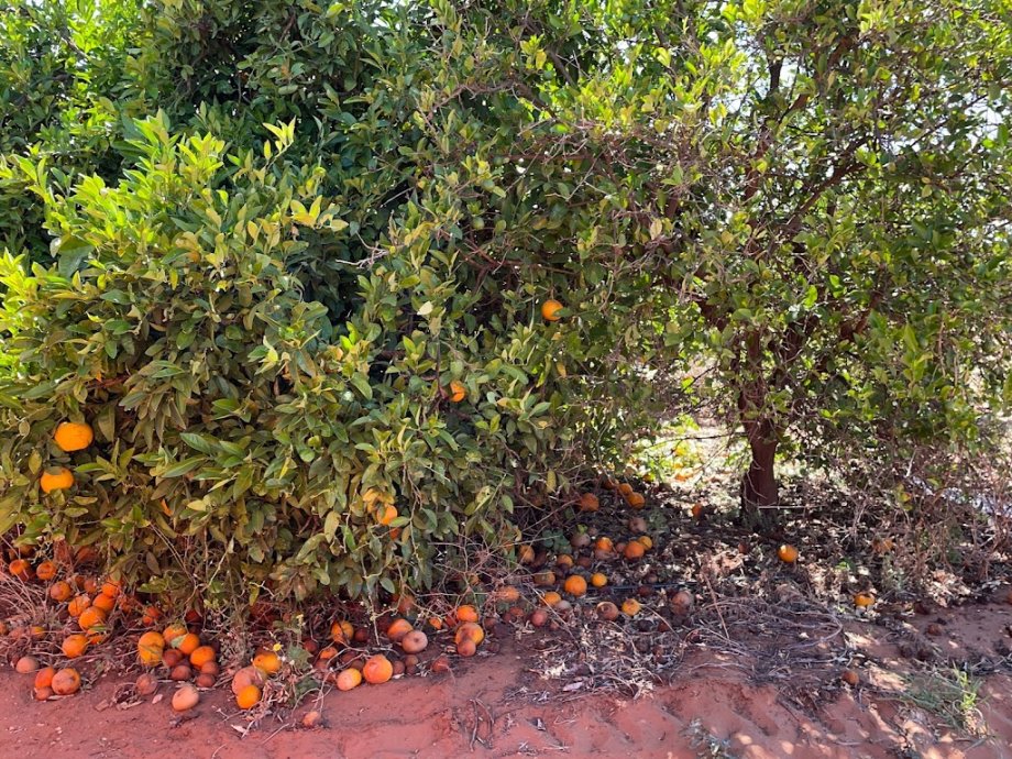 Orange World - Foto 4