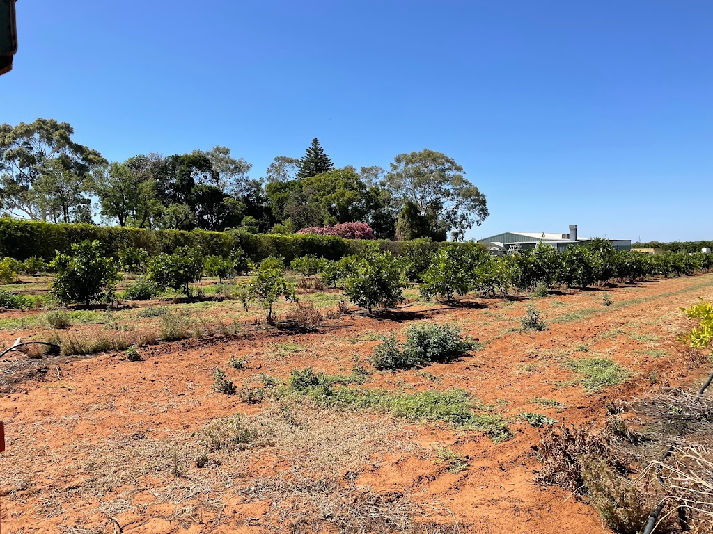 Orange World - Foto 1