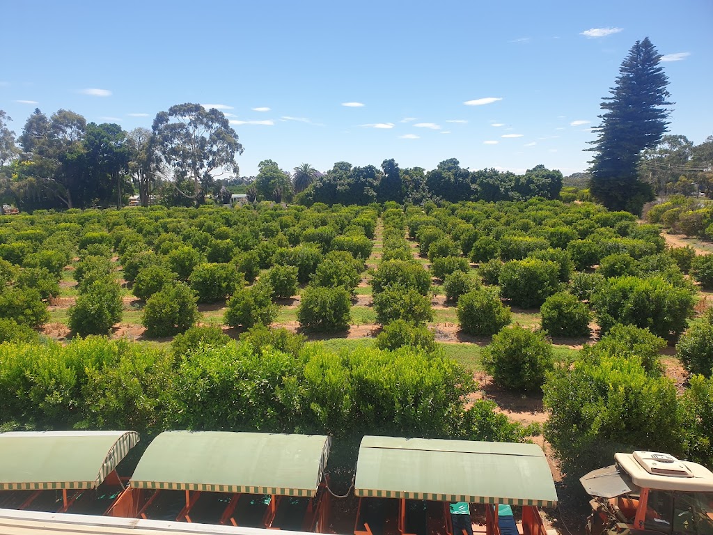 Orange World - Foto 1