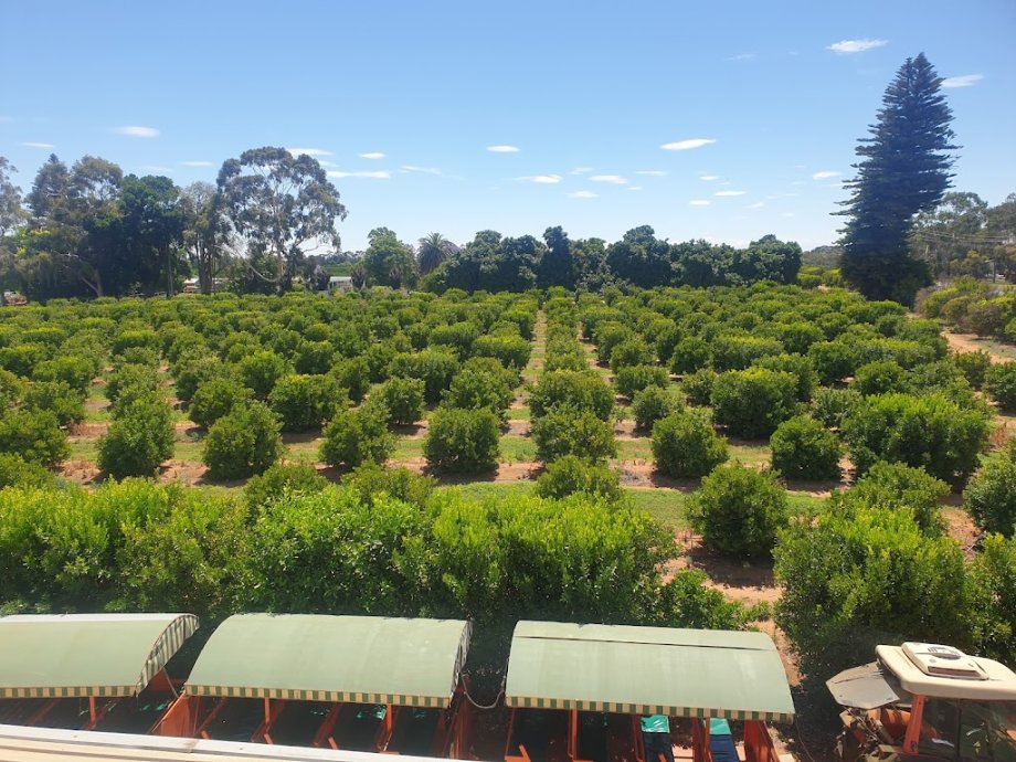 Orange World - Foto 8