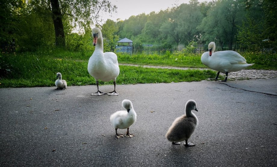 Engelhalde Park - Foto 2