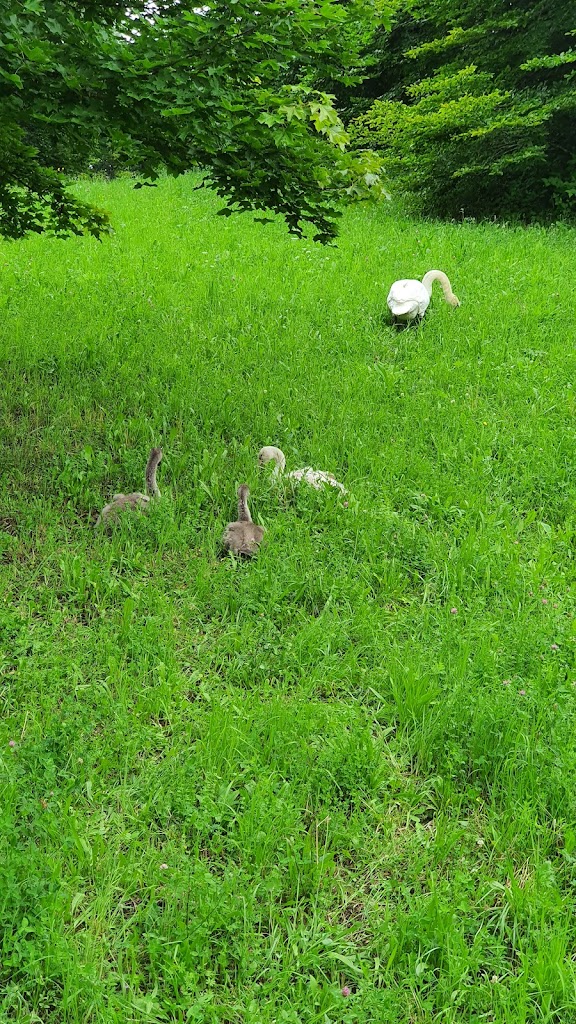 Engelhalde Park - Foto 1