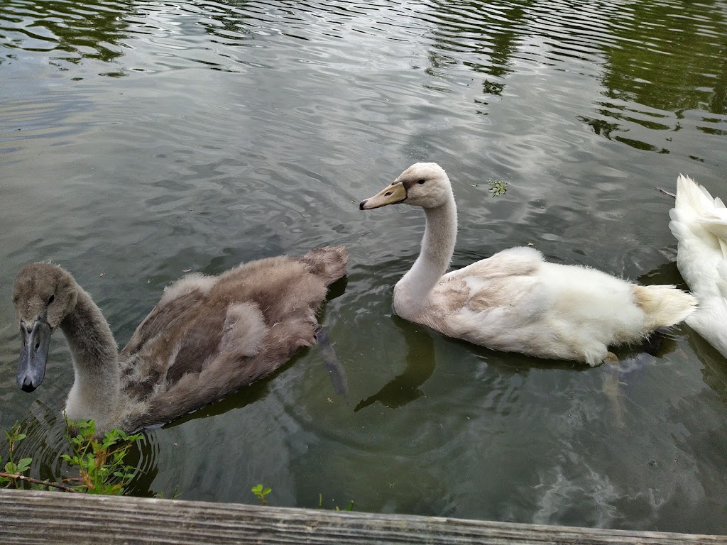 Engelhalde Park - Foto 1