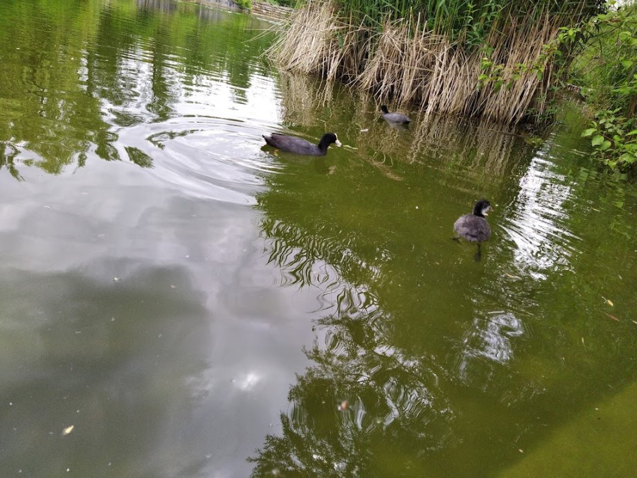 Engelhalde Park - Foto 8