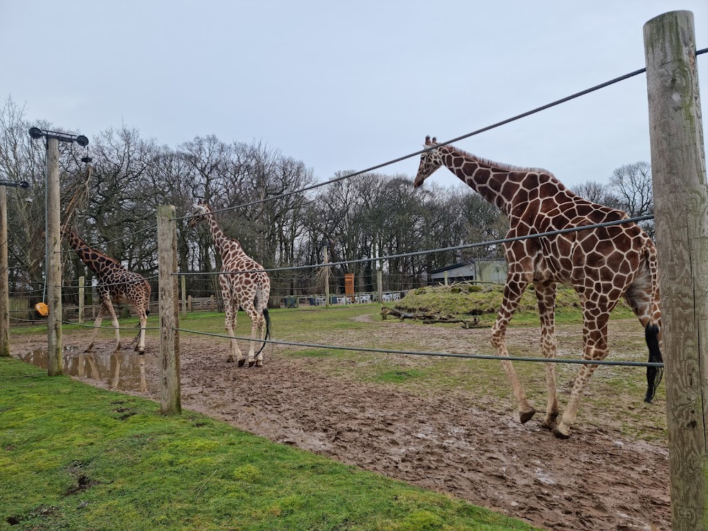 Yorkshire Wildlife Park - Foto 1