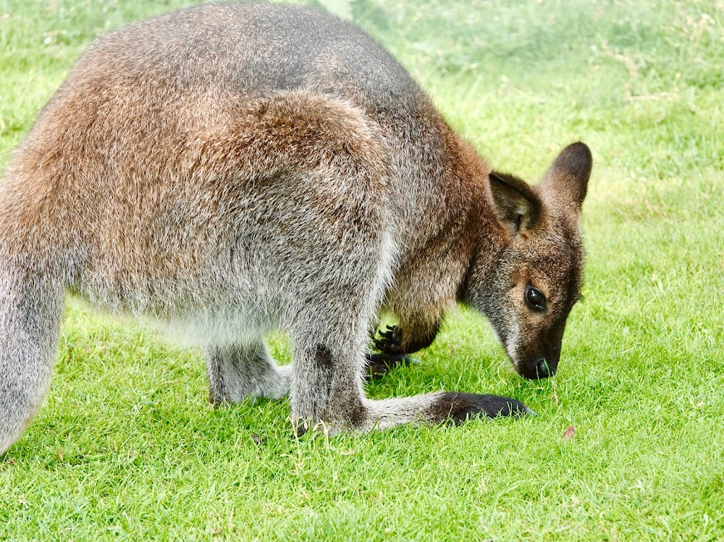 Yorkshire Wildlife Park - Foto 1