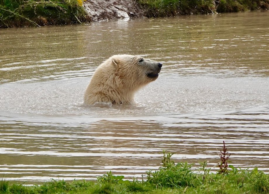 Yorkshire Wildlife Park - Foto 4