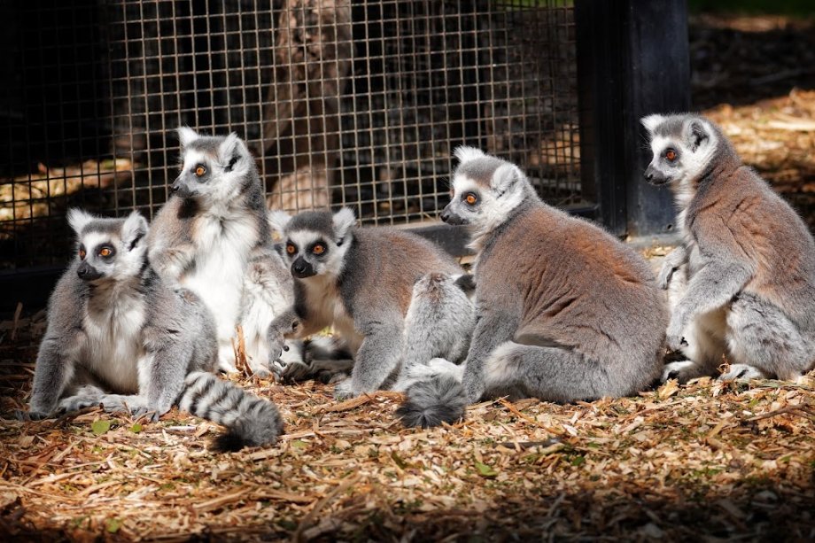 Yorkshire Wildlife Park - Foto 7