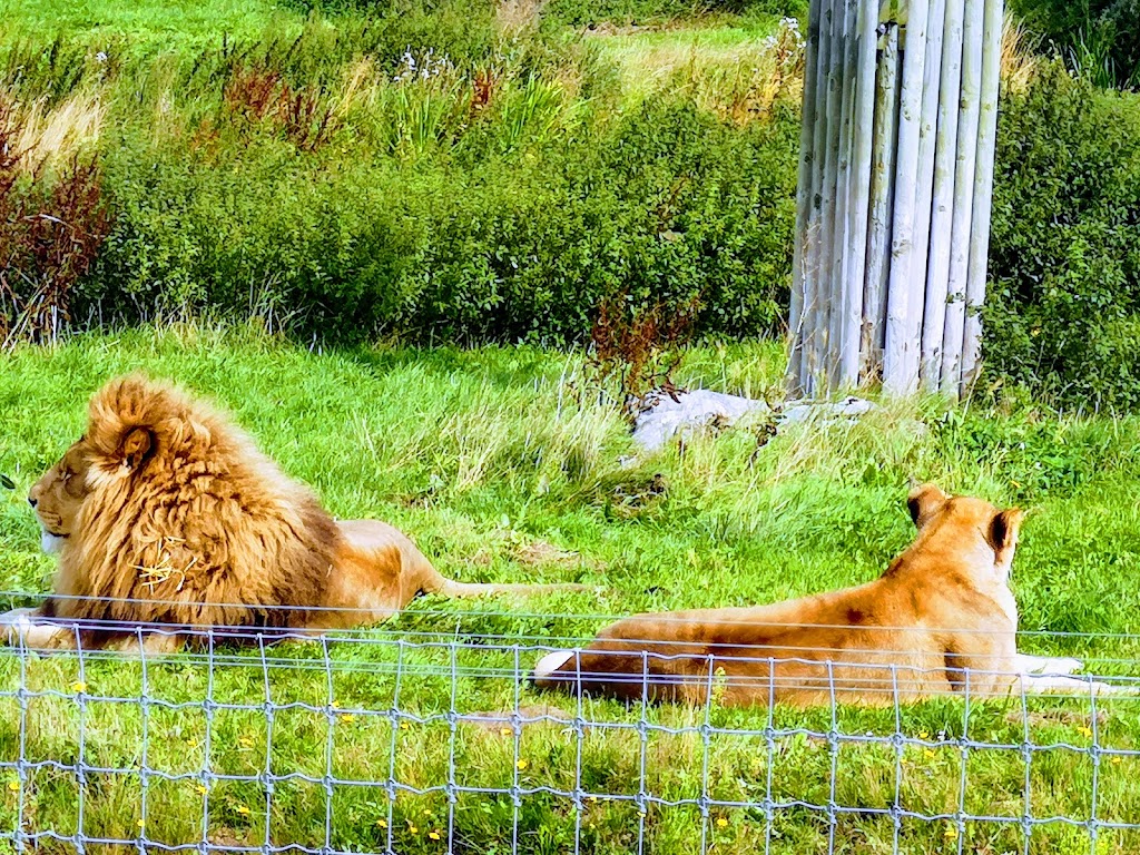 Yorkshire Wildlife Park - Foto 1