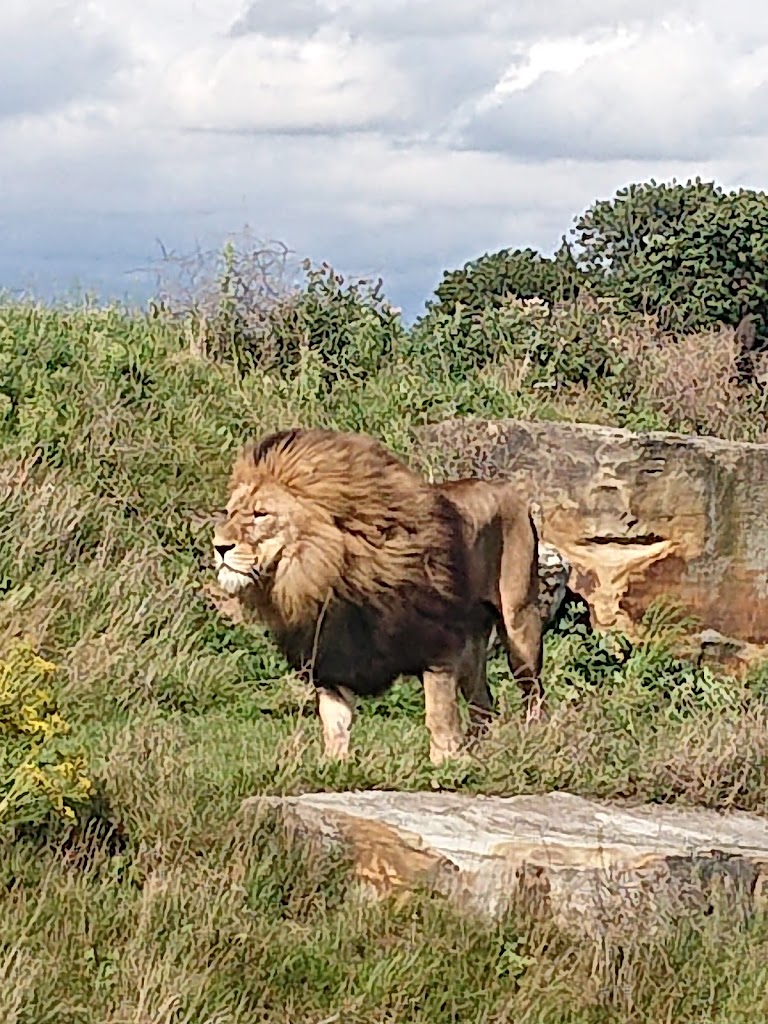 Yorkshire Wildlife Park - Foto 9
