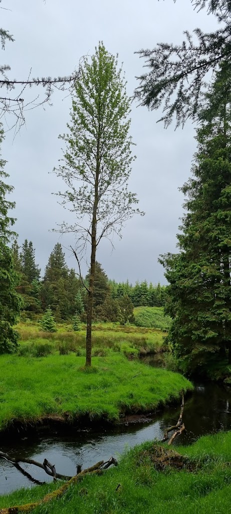 Davagh Forest - Foto 7