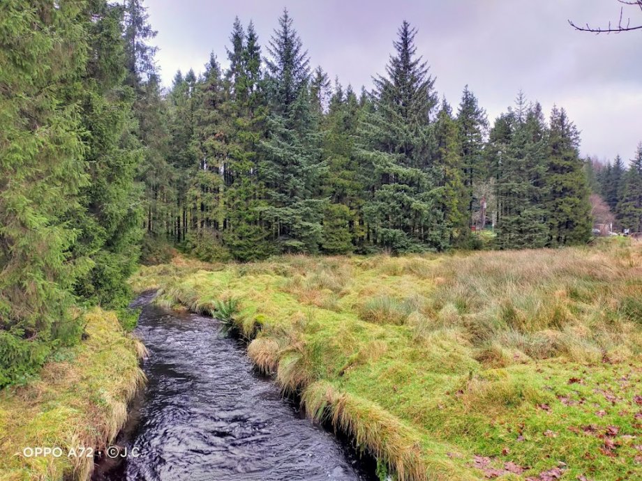 Davagh Forest - Foto 8