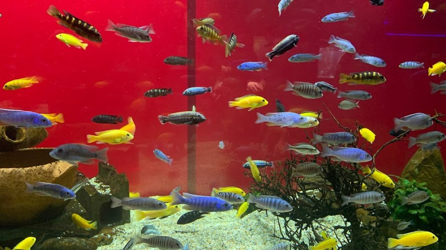 Kawasui Kawasaki Aquarium - Foto 5