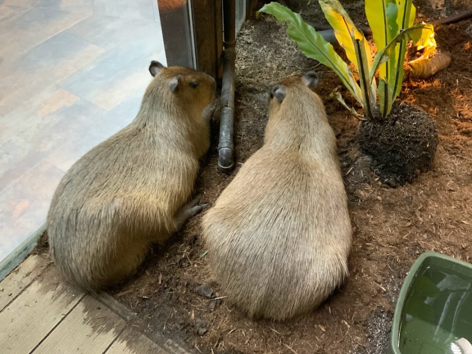 Kawasui Kawasaki Aquarium - Foto 6