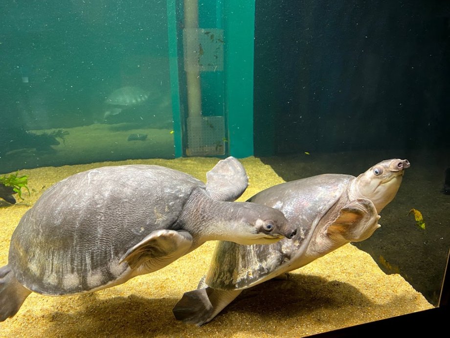 Kawasui Kawasaki Aquarium - Foto 8