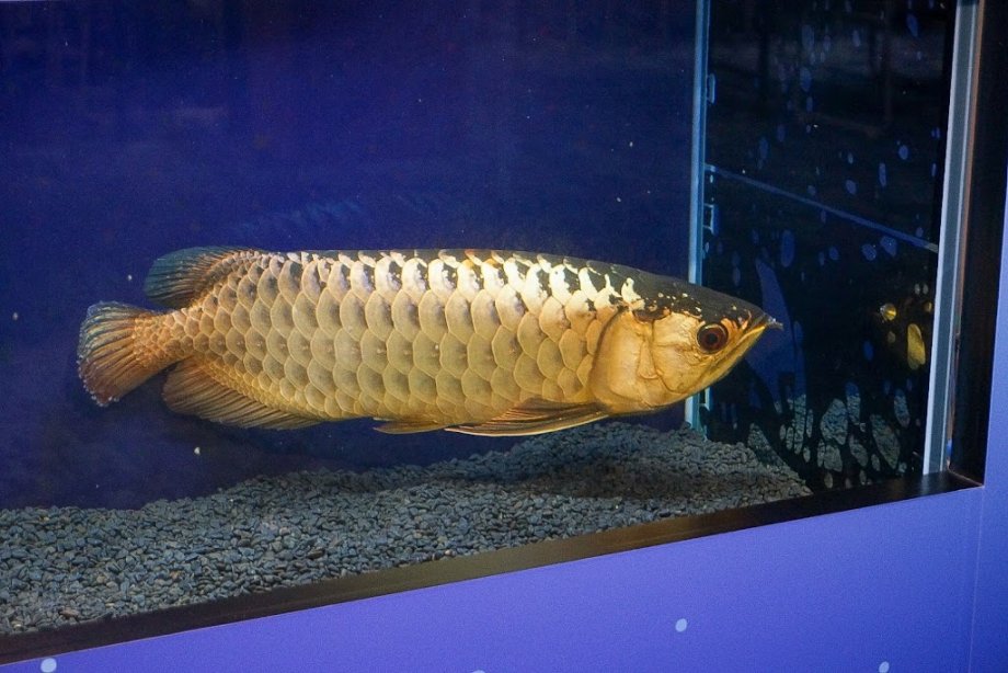 Kawasui Kawasaki Aquarium - Foto 10