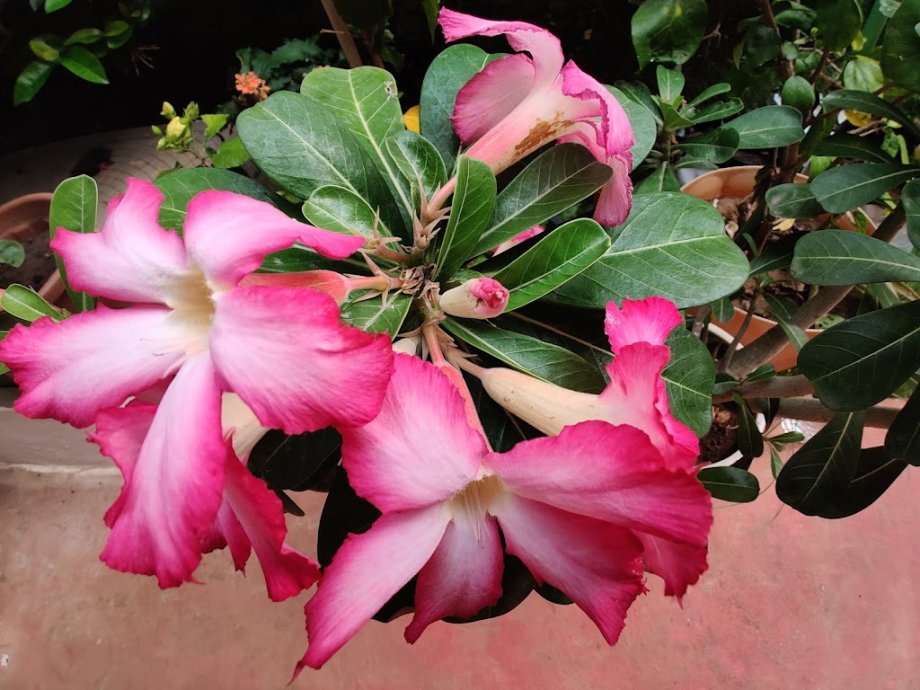 Childrens Park - Foto 6