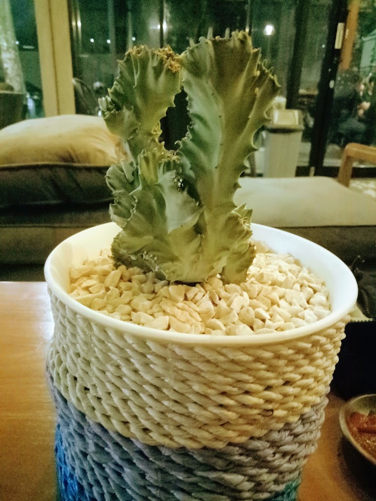 Kaktus Coffee Place - Foto 1