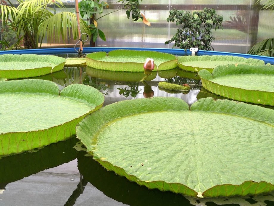 Jardín botánico Fundación Sales - Foto 2