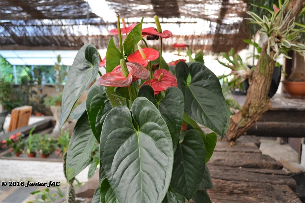 Jardín botánico Fundación Sales 21