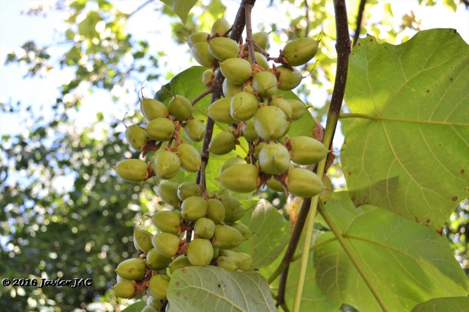 Jardín botánico Fundación Sales - Foto 6