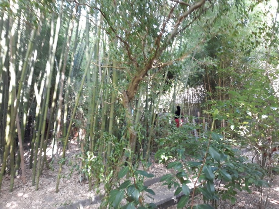 Jardín botánico Fundación Sales - Foto 11