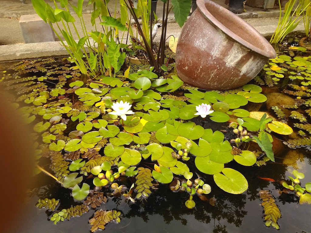 Jardín botánico Fundación Sales - Foto 1