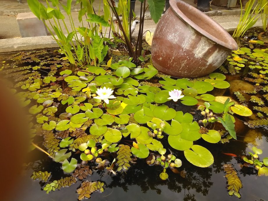 Jardín botánico Fundación Sales - Foto 13