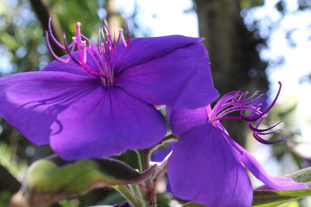 Jardín botánico Fundación Sales 16