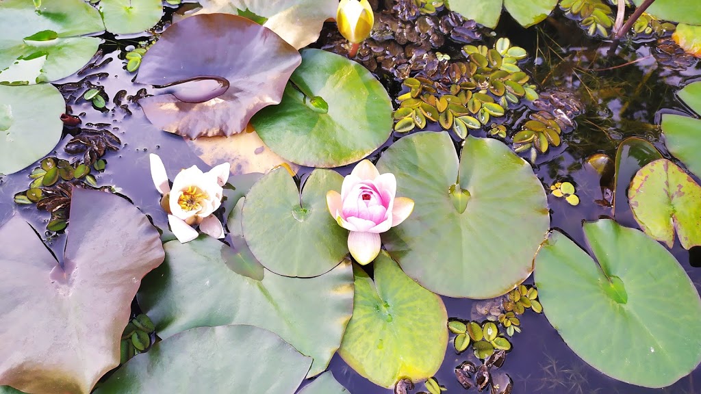 Jardín botánico Fundación Sales 2