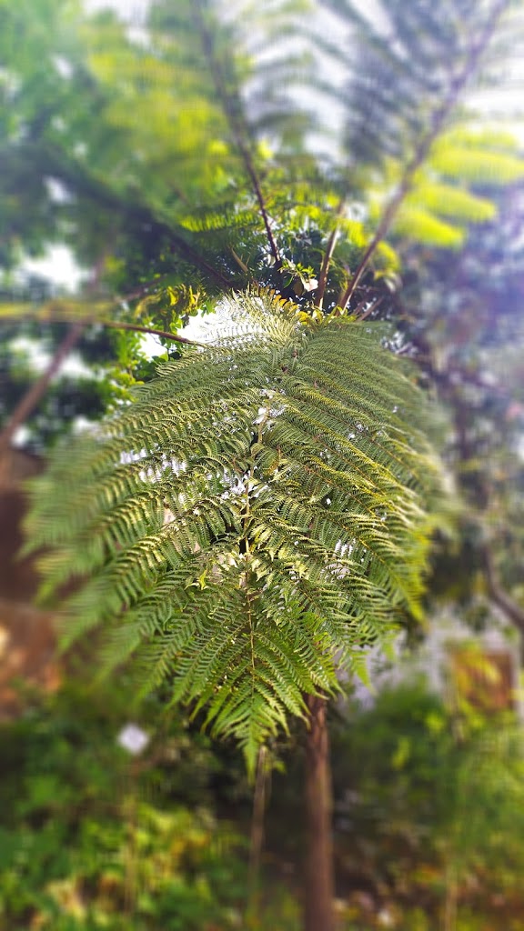 Jardín botánico Fundación Sales - Foto 1