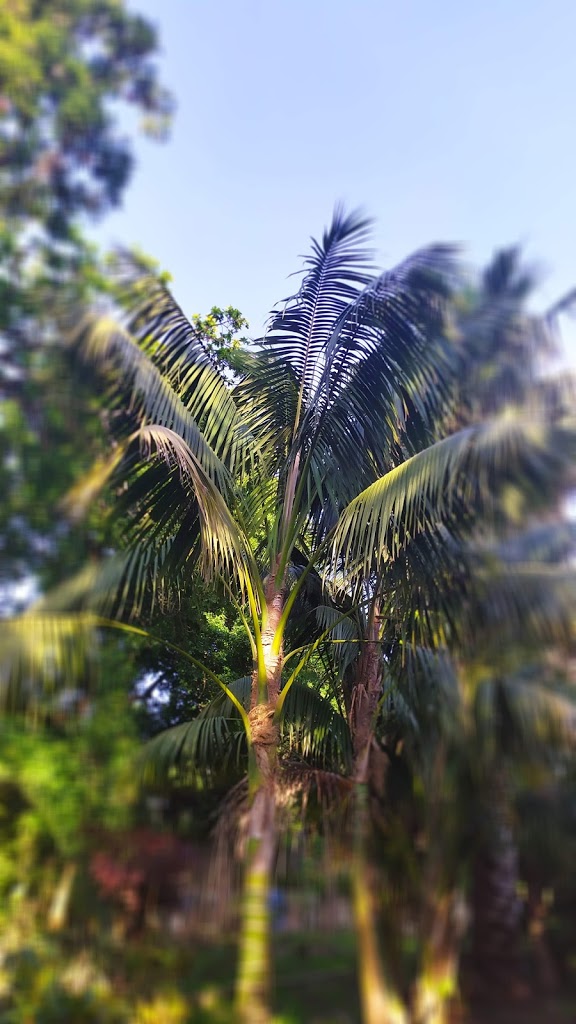 Jardín botánico Fundación Sales - Foto 26