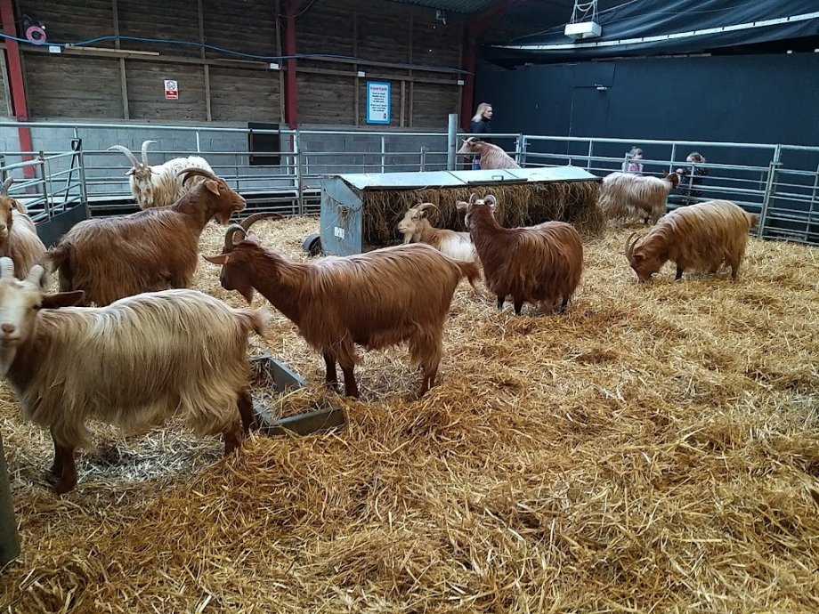 Mead Open Farm - Foto 4