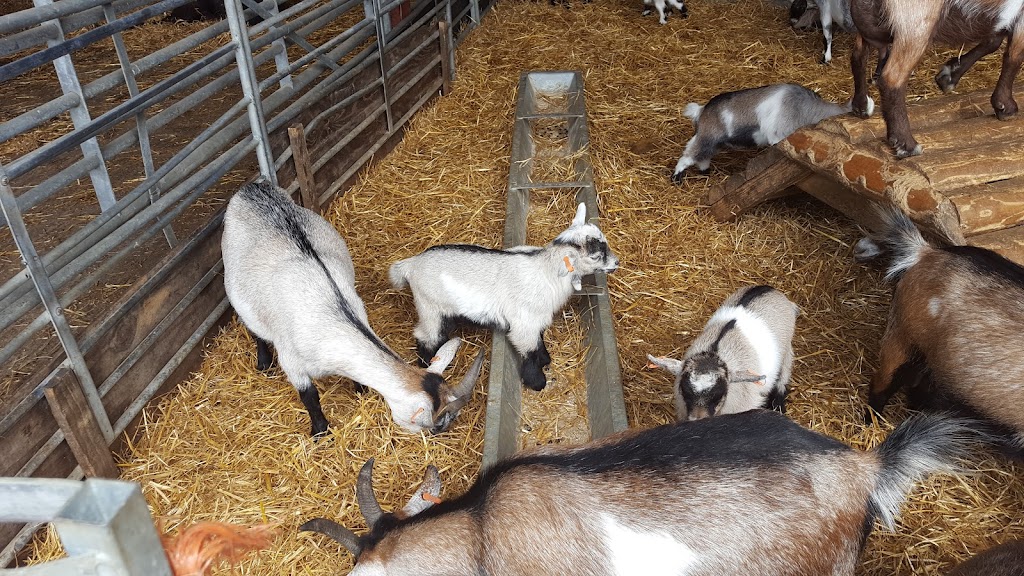 Mead Open Farm - Foto 1